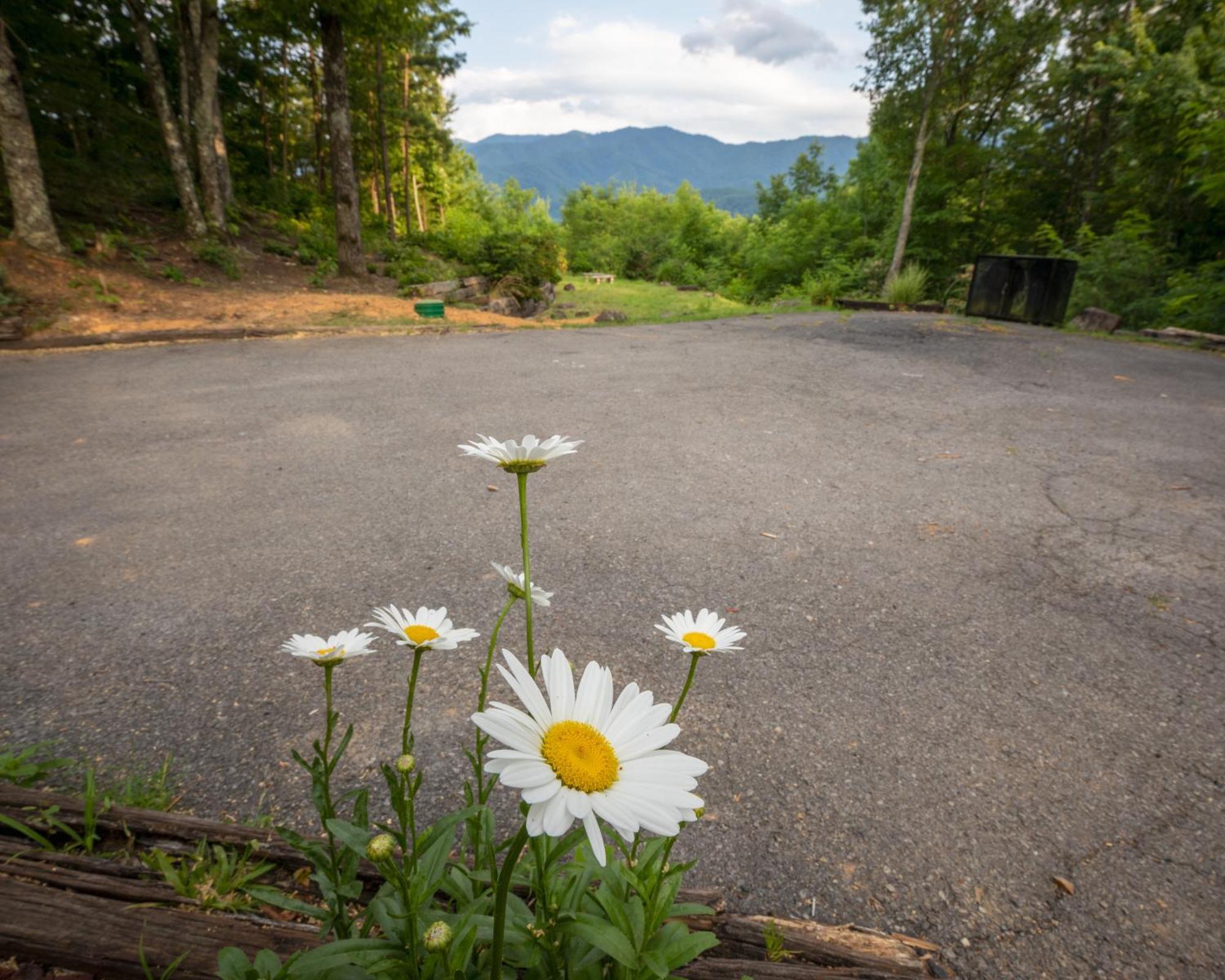 Real Log Cabin With Amazing Views, Hot Tub, Sauna, Games Gatlinburg Exterior foto